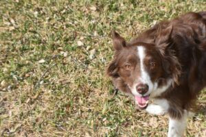 dog, border collie, canine-7783667.jpg